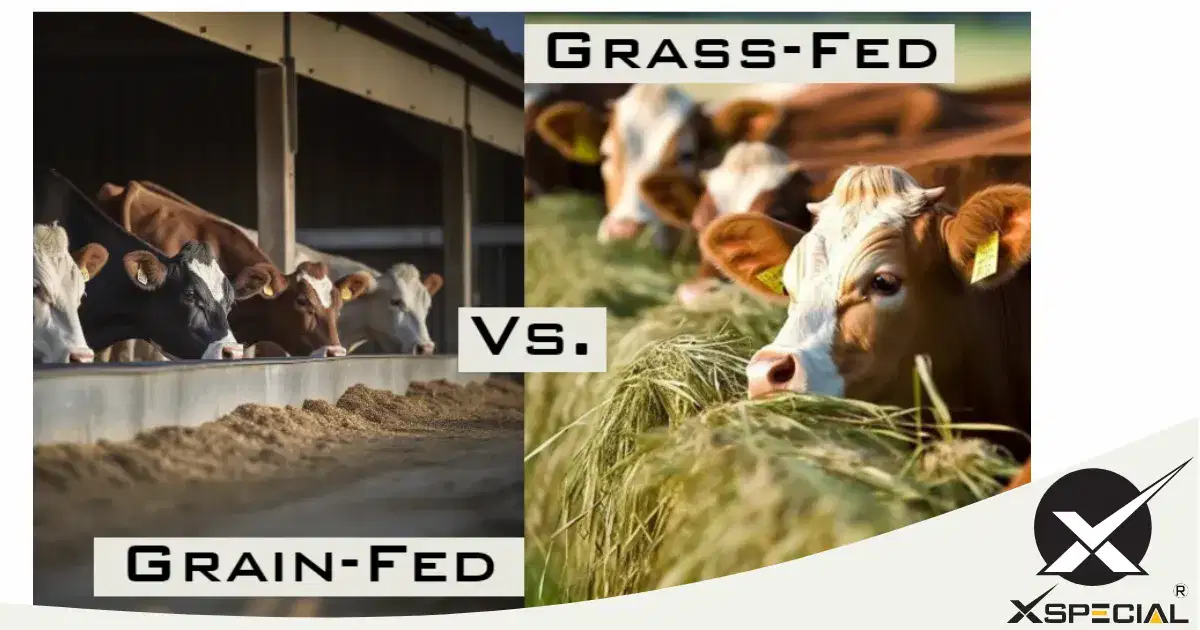 Discover The Benefits Of Grass-Fed Vs. Grain-Fed