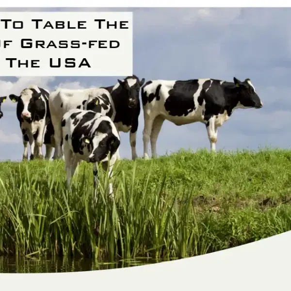 From Farm To Table The Journey Of Grass-fed Beef In The USA