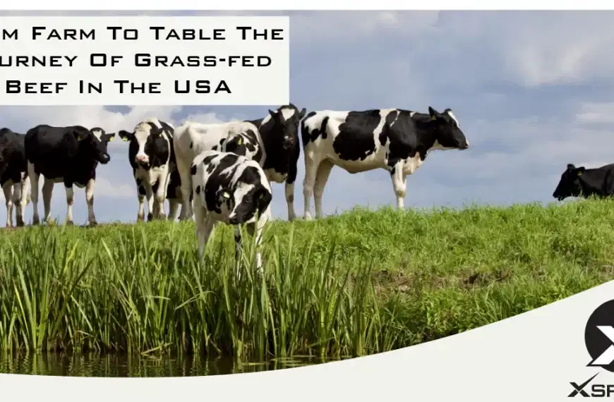 From Farm To Table The Journey Of Grass-fed Beef In The USA