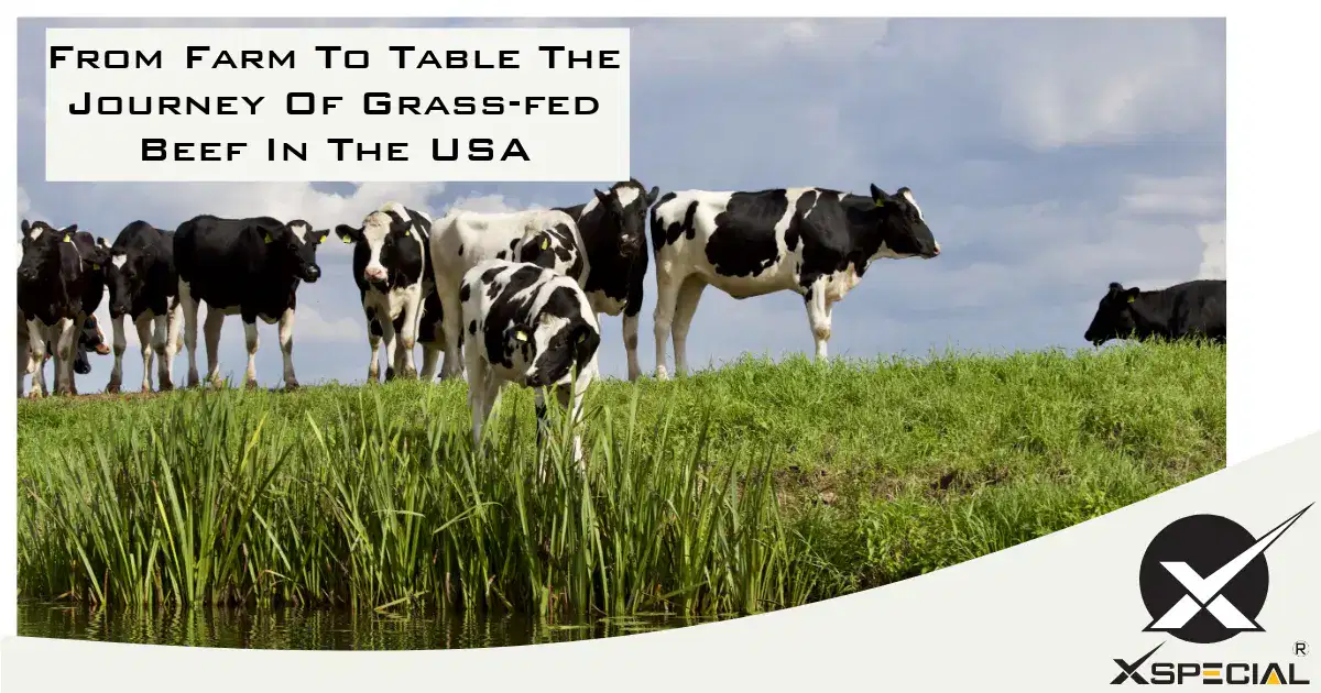 From Farm To Table The Journey Of Grass-fed Beef In The USA
