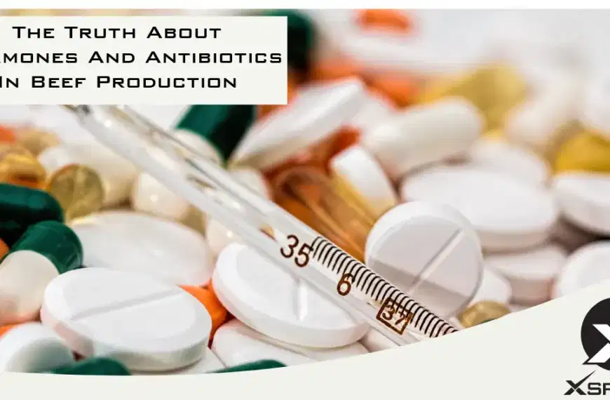 The Truth About Hormones And Antibiotics In Beef Production