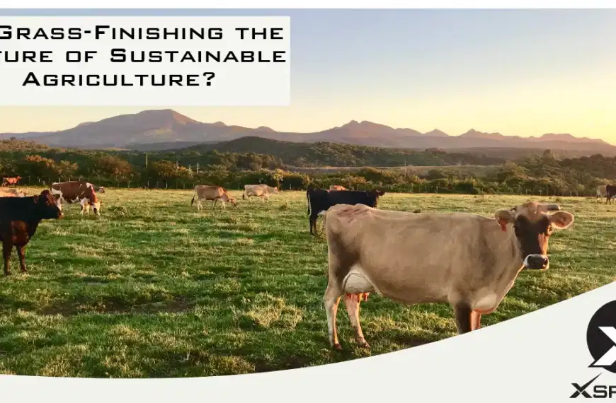 Is grass polishing the future of sustainable agriculture?