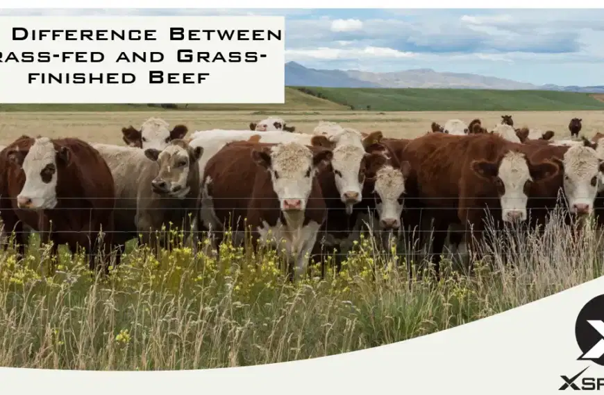 Understanding the distinction between grass-fed and grass-finished beef.